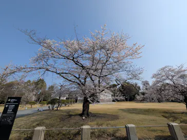 元離宮二条城に投稿された画像（2026/4/3）