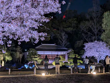 二条城2026 SAKURA NIGHTSに投稿された画像（2026/4/3）