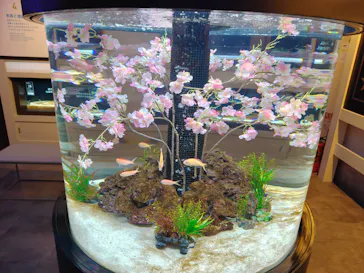 横浜開運水族館 フォーチュンアクアリウムに投稿された画像（2026/4/3）