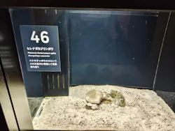 横浜開運水族館 フォーチュンアクアリウムに投稿された画像（2026/4/3）