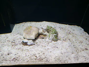 横浜開運水族館 フォーチュンアクアリウムに投稿された画像（2026/4/3）