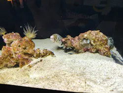 横浜開運水族館 フォーチュンアクアリウムに投稿された画像（2026/4/3）