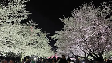 万博記念公園に投稿された画像（2026/4/3）