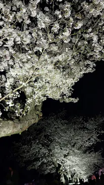 万博記念公園に投稿された画像（2026/4/3）