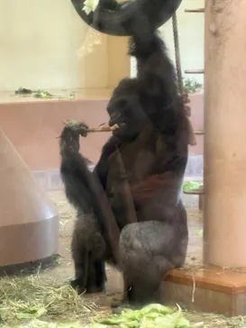 名古屋市東山動植物園に投稿された画像（2026/4/3）