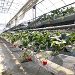 いちごランドに投稿された画像（2026/4/3）