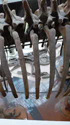 ミュージアムパーク茨城県自然博物館に投稿された画像（2026/4/3）