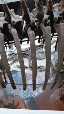 ミュージアムパーク茨城県自然博物館に投稿された画像（2026/4/3）