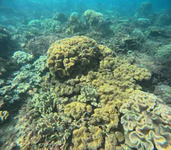 MalDive（モルダイブ）に投稿された画像（2026/4/3）