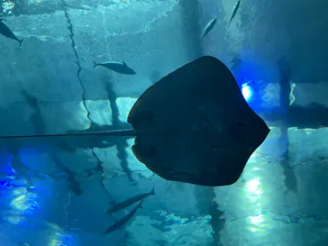 沖縄美ら海水族館に投稿された画像（2026/4/3）