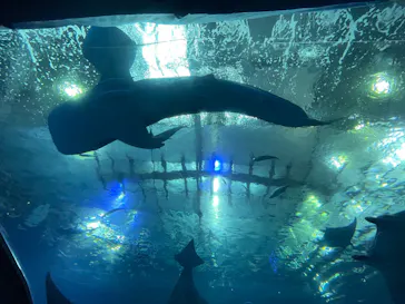 沖縄美ら海水族館に投稿された画像（2026/4/3）