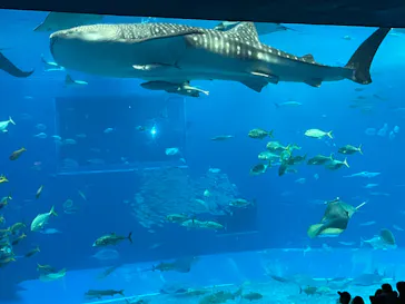 沖縄美ら海水族館に投稿された画像（2026/4/3）