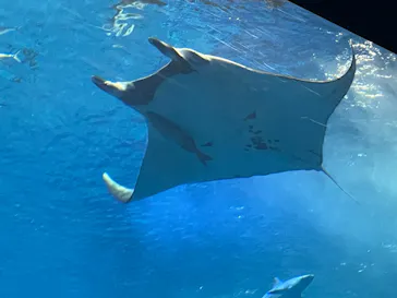 沖縄美ら海水族館に投稿された画像（2026/4/3）