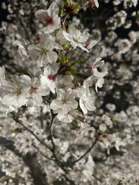 大阪城公園 西の丸庭園に投稿された画像（2026/4/3）