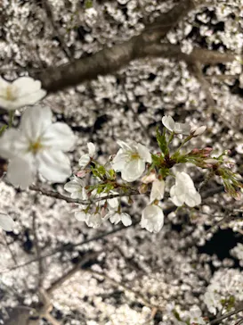 大阪城公園 西の丸庭園に投稿された画像（2026/4/3）