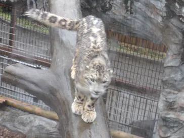 秋田市大森山動物園に投稿された画像（2026/4/3）
