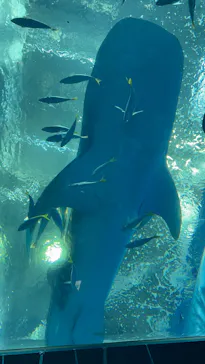 沖縄美ら海水族館に投稿された画像（2026/4/3）