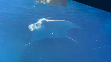 沖縄美ら海水族館に投稿された画像（2026/4/3）