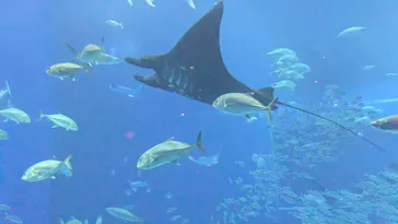 沖縄美ら海水族館に投稿された画像（2026/4/4）