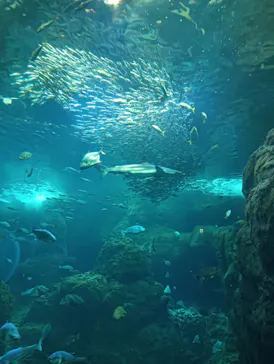 新江ノ島水族館に投稿された画像（2026/4/4）