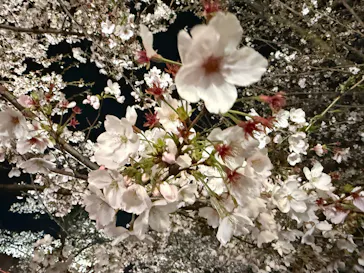 大阪城公園 西の丸庭園に投稿された画像（2026/4/4）