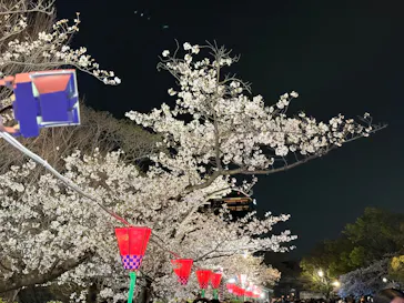 大阪城公園 西の丸庭園に投稿された画像（2026/4/4）