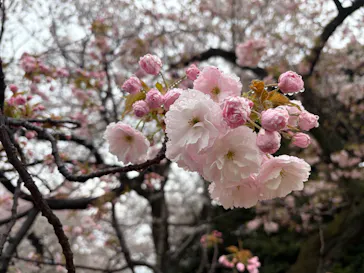 新宿御苑に投稿された画像（2026/4/4）