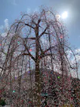 箱根ガラスの森美術館に投稿された画像（2026/4/4）