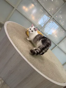 猫カフェモカ 京都河原町店に投稿された画像（2026/4/4）