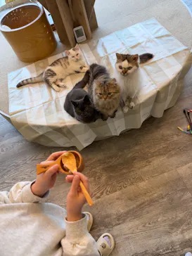 猫カフェモカ 京都河原町店に投稿された画像（2026/4/4）