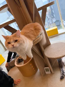 猫カフェモカ 京都河原町店に投稿された画像（2026/4/4）