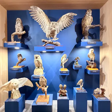 特別展「鳥 ～ゲノム解析が解き明かす新しい鳥類の系統～」に投稿された画像（2026/4/4）