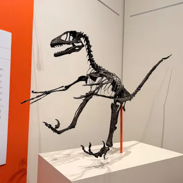 特別展「鳥 ～ゲノム解析が解き明かす新しい鳥類の系統～」に投稿された画像（2026/4/4）