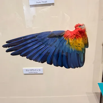 特別展「鳥 ～ゲノム解析が解き明かす新しい鳥類の系統～」に投稿された画像（2026/4/4）