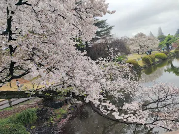 新宿御苑に投稿された画像（2026/4/4）