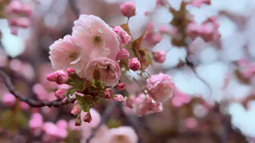 新宿御苑に投稿された画像（2026/4/4）