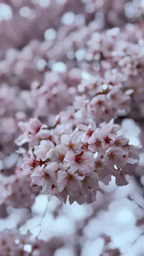 新宿御苑に投稿された画像（2026/4/4）