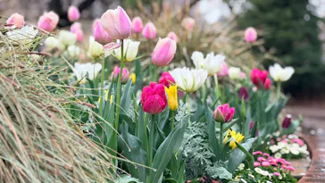 新宿御苑に投稿された画像（2026/4/4）