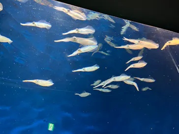 マリンワールド海の中道に投稿された画像（2026/4/4）