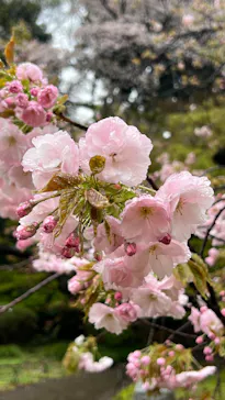 新宿御苑に投稿された画像（2026/4/4）