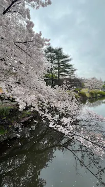 新宿御苑に投稿された画像（2026/4/4）