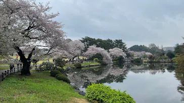 新宿御苑に投稿された画像（2026/4/4）