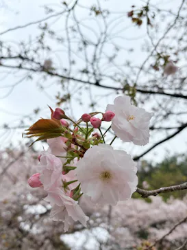 新宿御苑に投稿された画像（2026/4/4）