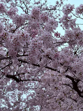 新宿御苑に投稿された画像（2026/4/4）