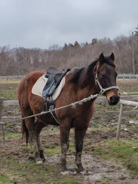 ゆり高原ホースパークに投稿された画像（2026/4/4）