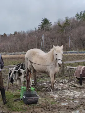 ゆり高原ホースパークに投稿された画像（2026/4/4）
