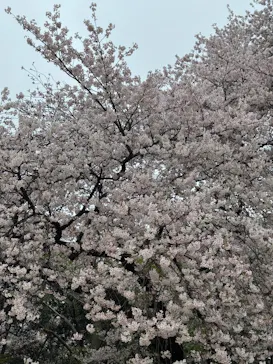 新宿御苑に投稿された画像（2026/4/4）