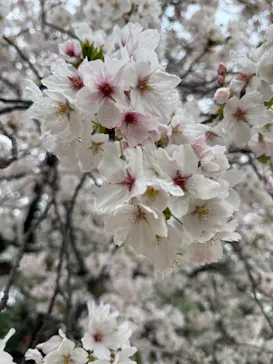 新宿御苑に投稿された画像（2026/4/4）