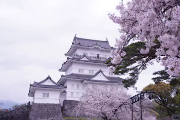 小田原城に投稿された画像（2026/4/4）