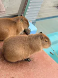 竹島水族館に投稿された画像（2026/4/4）